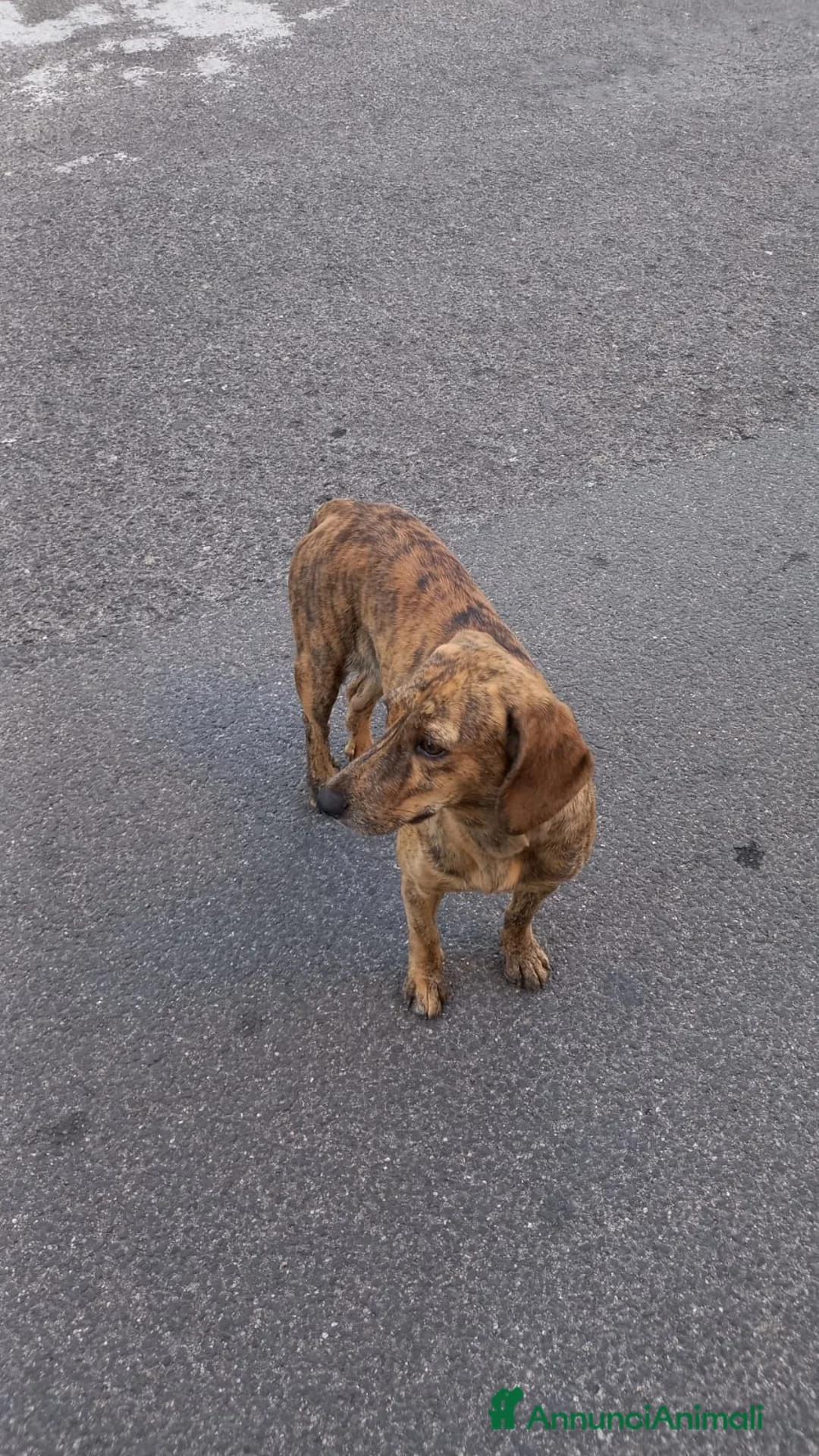 Segugio cani in regalo: Segugia maculata bella e buona 1anno kg10/12.NUORO - Annuncio 2