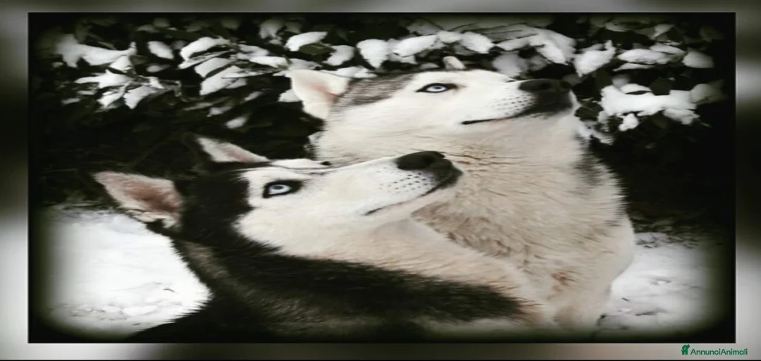 Immagine della galleria {{count}}