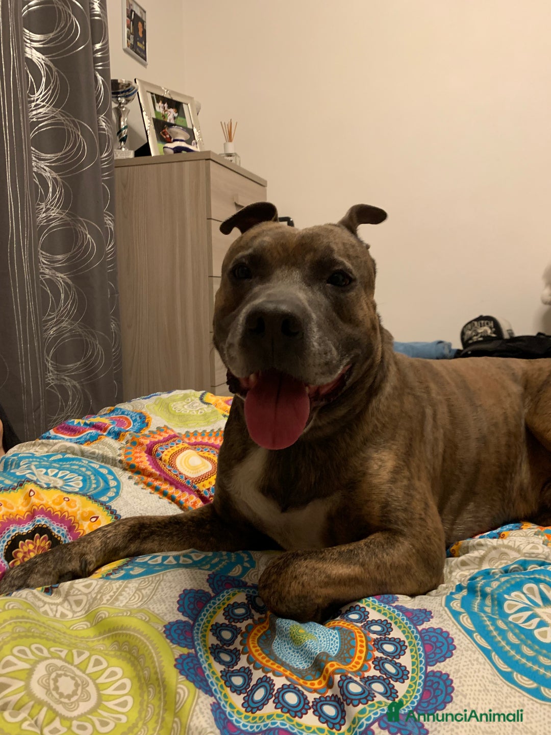 Altre razze cani per accoppiamento: amstaff per monta - Annuncio 7