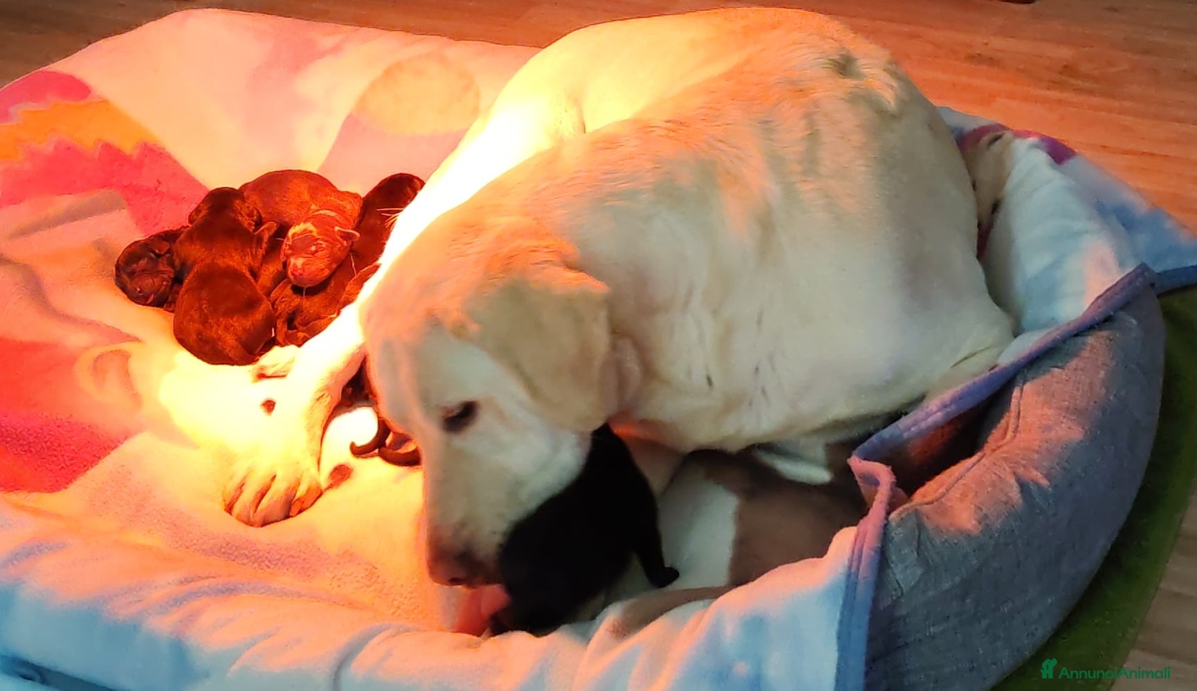 Labrador cani Cuccioli di labrador  - Annuncio 1