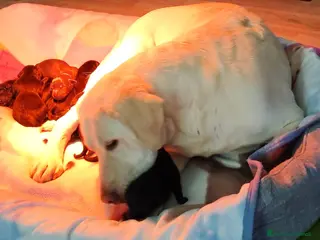 Labrador cani Cuccioli di labrador - Annuncio 1