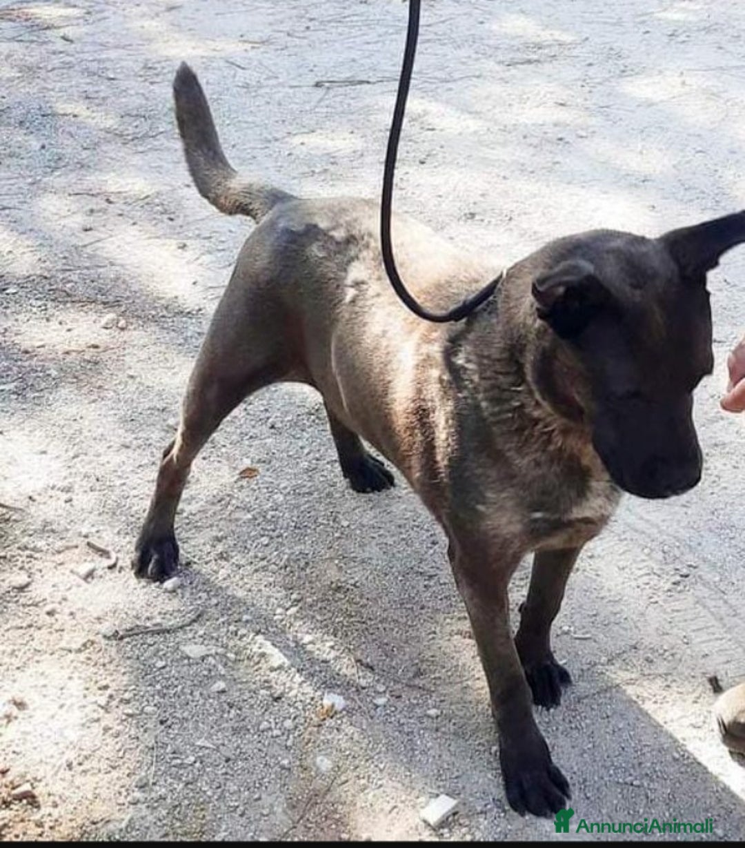 Meticcio cani in regalo: Ruben 5anni nessuno lo sceglie, occhi tristi.LECCE a Città metropolitana di Milano - Annuncio 2