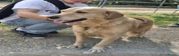 Golden Retriever cani in regalo: Chloe, una bravissima Golden Retriever - Annuncio 1