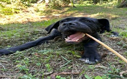 Cane Corso cani in regalo: ULLI, cucciolone CANE CORSO! Stupendo - Immagine 6