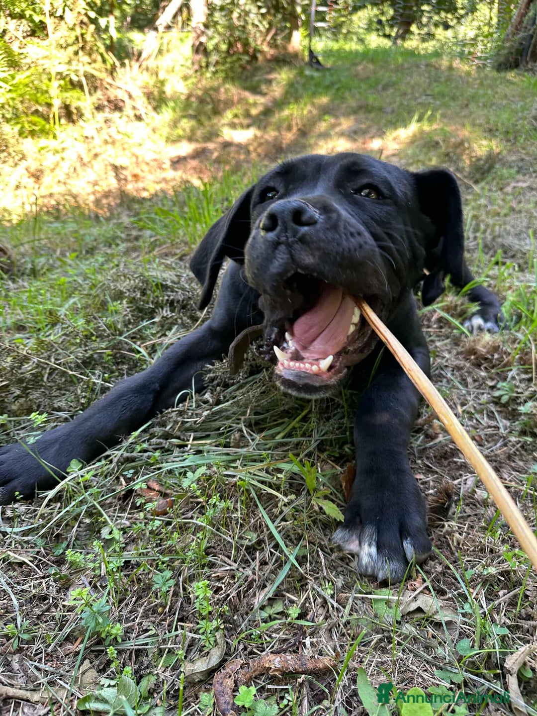 Cane Corso cani in regalo: ULLI, cucciolone CANE CORSO! Stupendo - Immagine 6