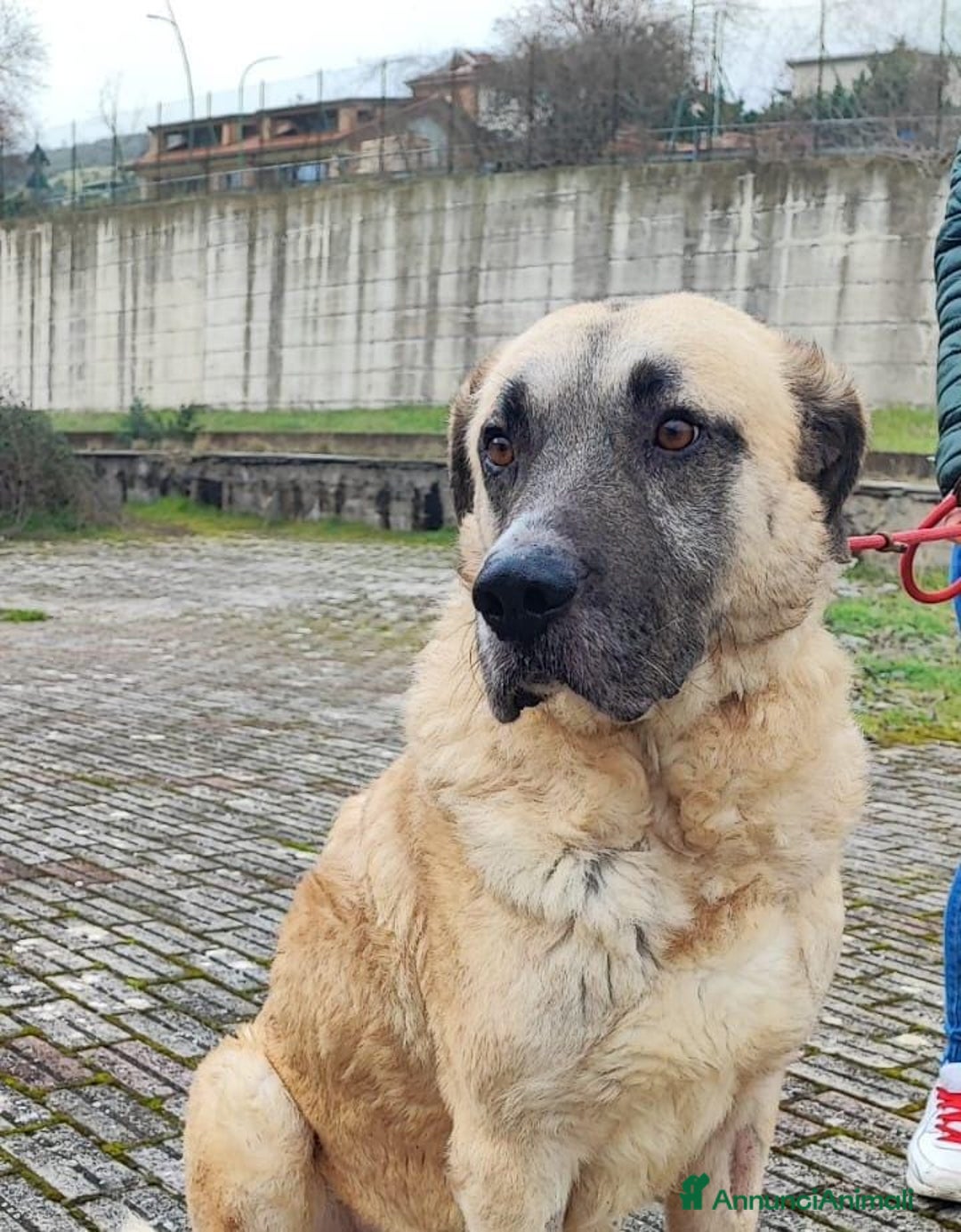 Meticcio cani in regalo: Hulk: gigante buono educato e coccolone  - Annuncio 5