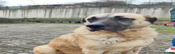 Meticcio cani in regalo: Hulk: gigante buono educato e coccolone  - Annuncio 6