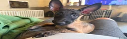 Pastore Belga cani in vendita: Ultima cucciola di pastore belga malinois  - Annuncio 7