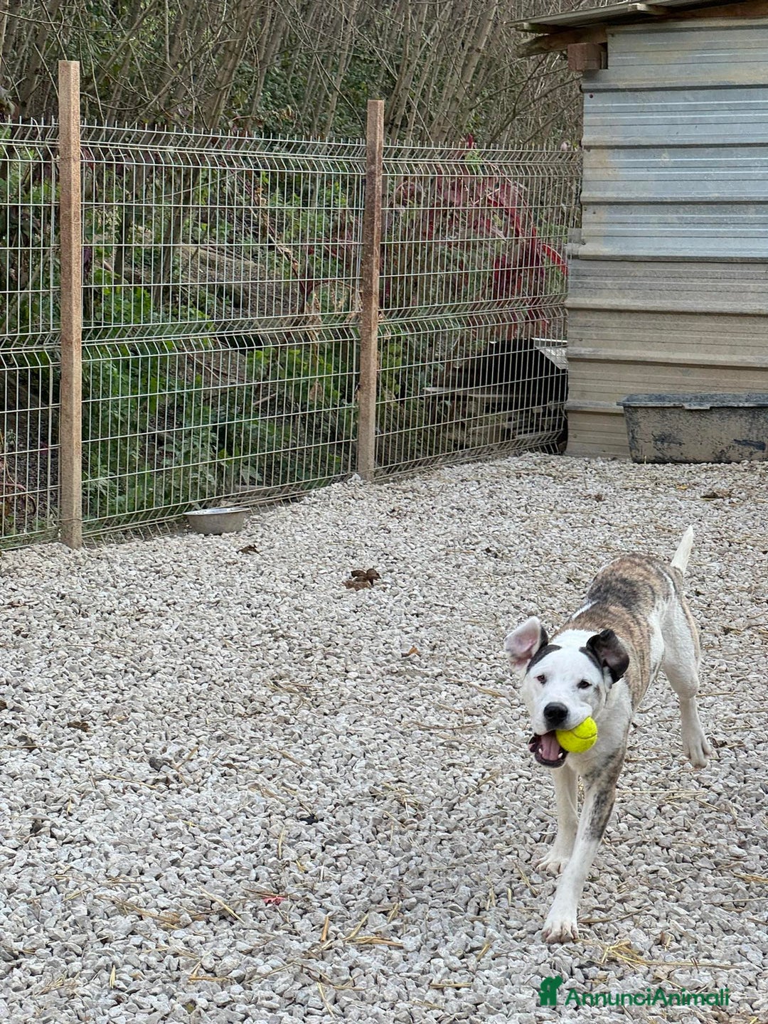 Pitbull cani in regalo: ALFA, mix PITBULL super coccolone!! - Annuncio 3