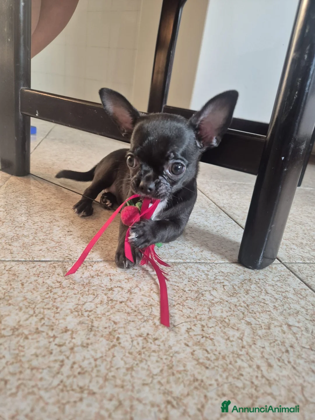Chihuahua cani in vendita: Cucciola di Chihuahua femmina - Annuncio 2