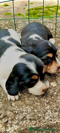 Bassotto cani - Annuncio 15