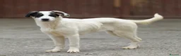 Meticcio cani in regalo: jasmine - Annuncio 2