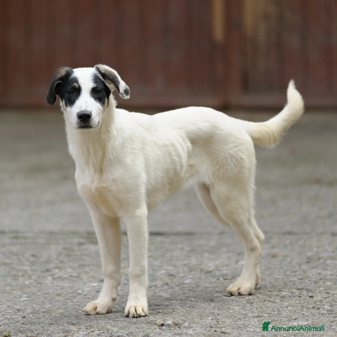 Meticcio cani in regalo: jasmine - Annuncio 2
