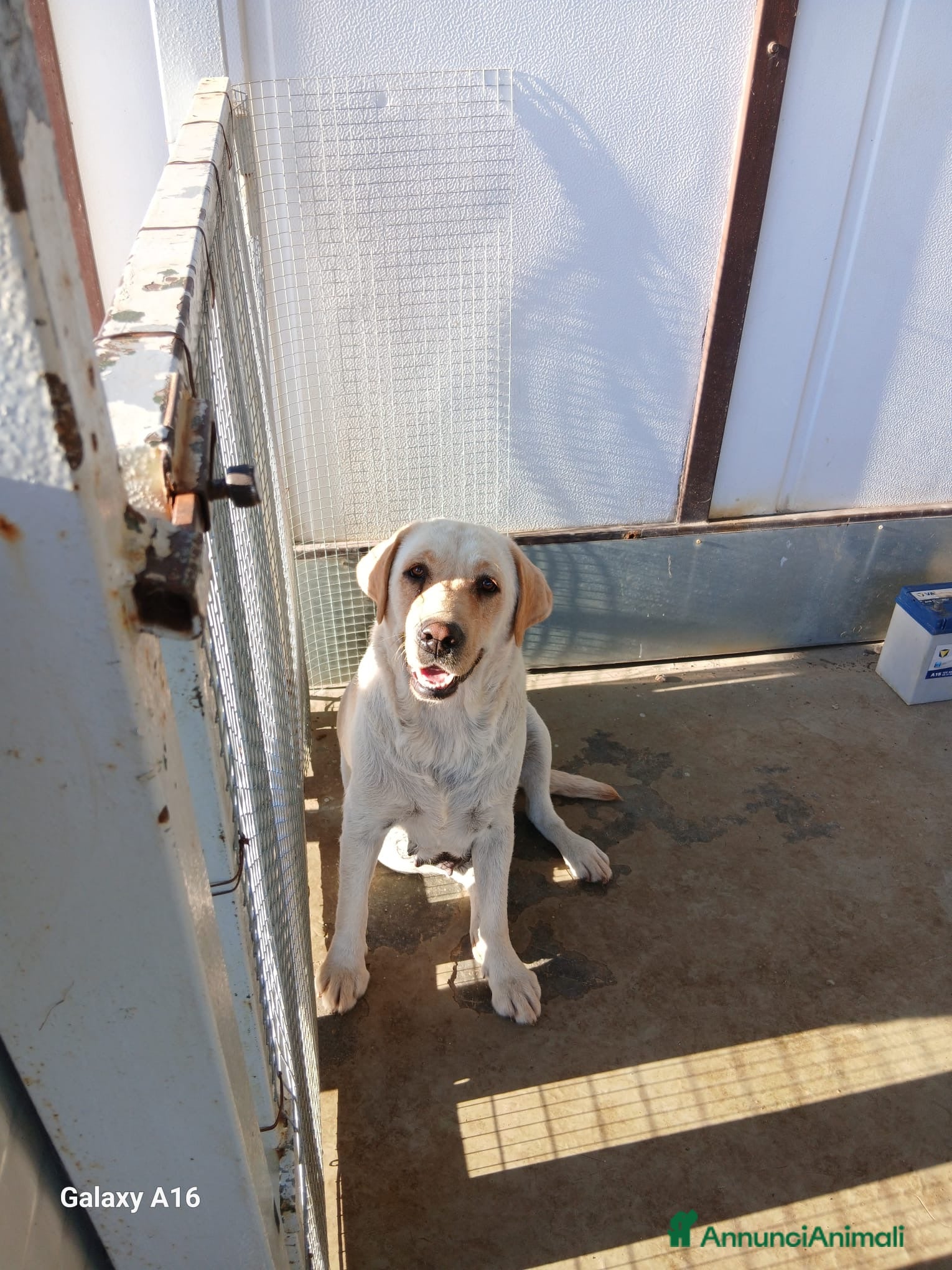 Labrador cani Vendesi cuccioli Labrador  - Annuncio 6