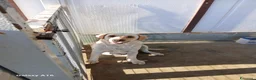 Labrador cani in vendita: Vendesi cuccioli Labrador  a Città metropolitana di Roma Capitale - Annuncio 1
