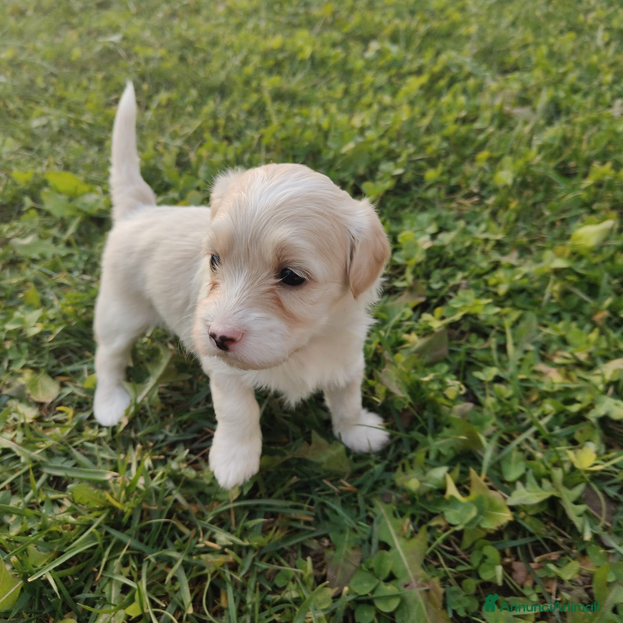 Meticcio cani Maltipoo - Annuncio 2