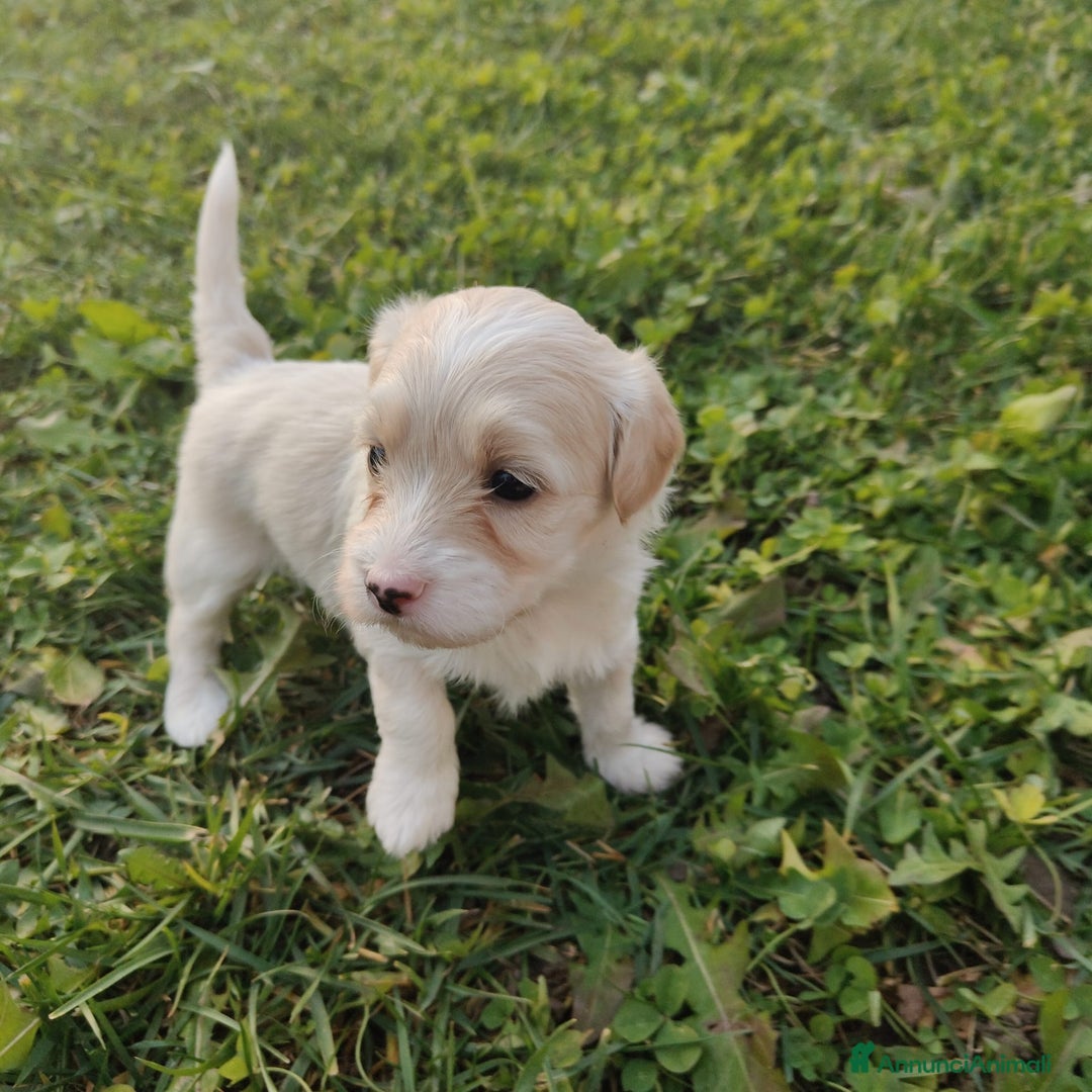 Meticcio cani in vendita: Maltipoo - Annuncio 2