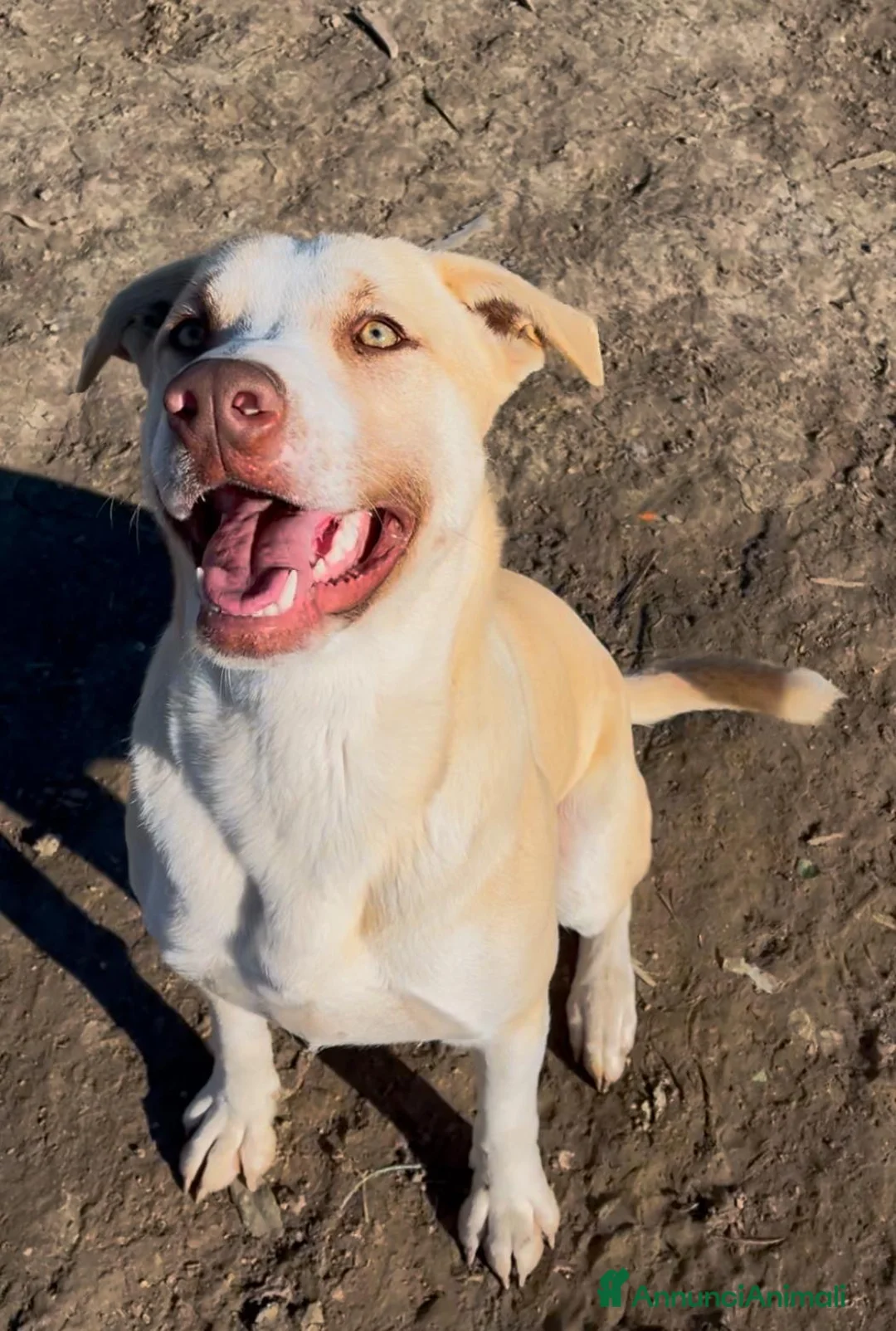 American Staffordshire cani in regalo: Simon - Annuncio 5