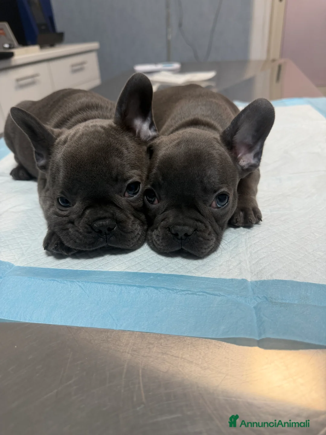 Bulldog Francese cani in vendita: Buldogue francesi - Annuncio 2