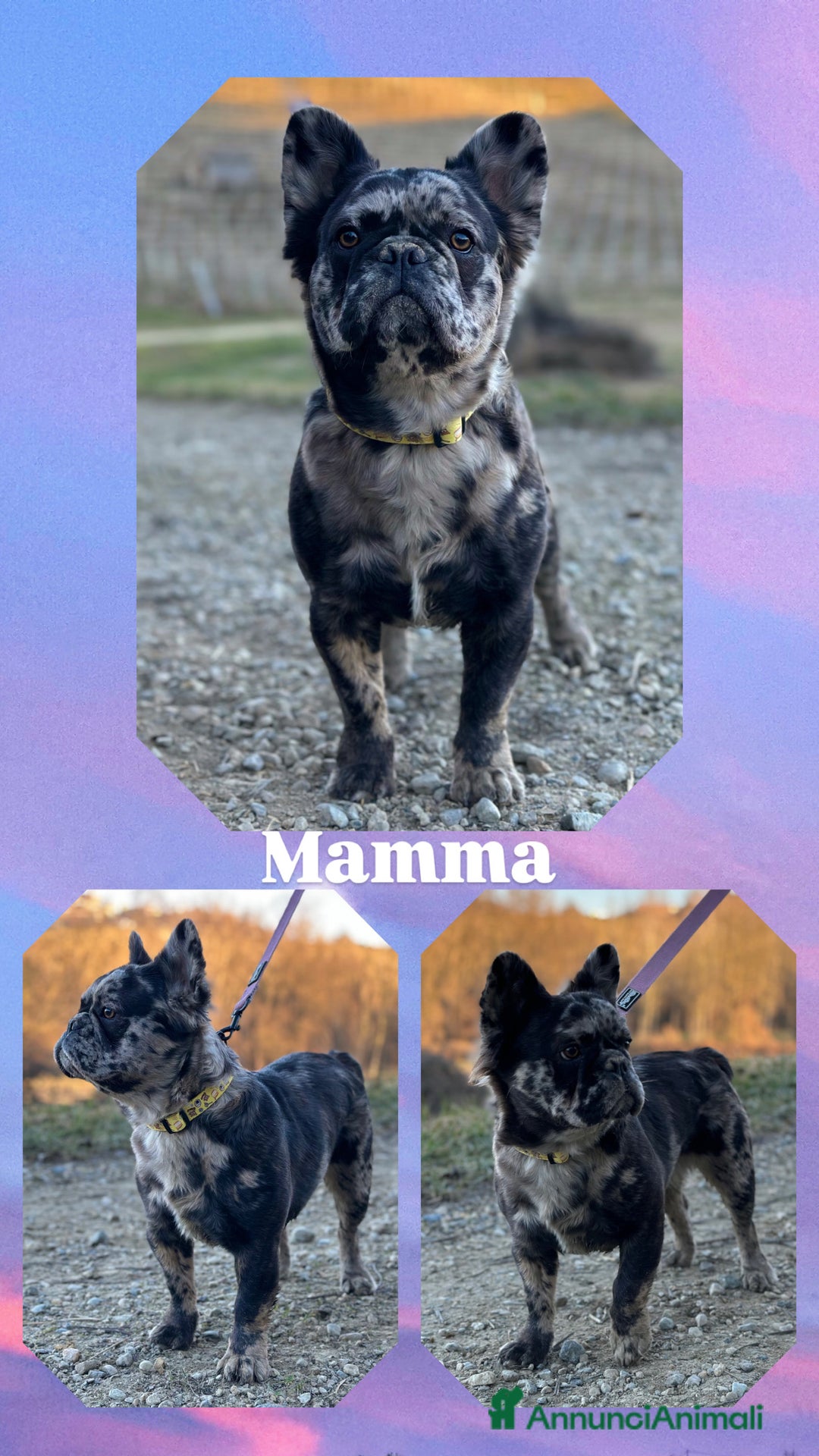 Bulldog Francese cani in vendita: Cuccioli di Bulldog Francese Fluffy - Annuncio 6