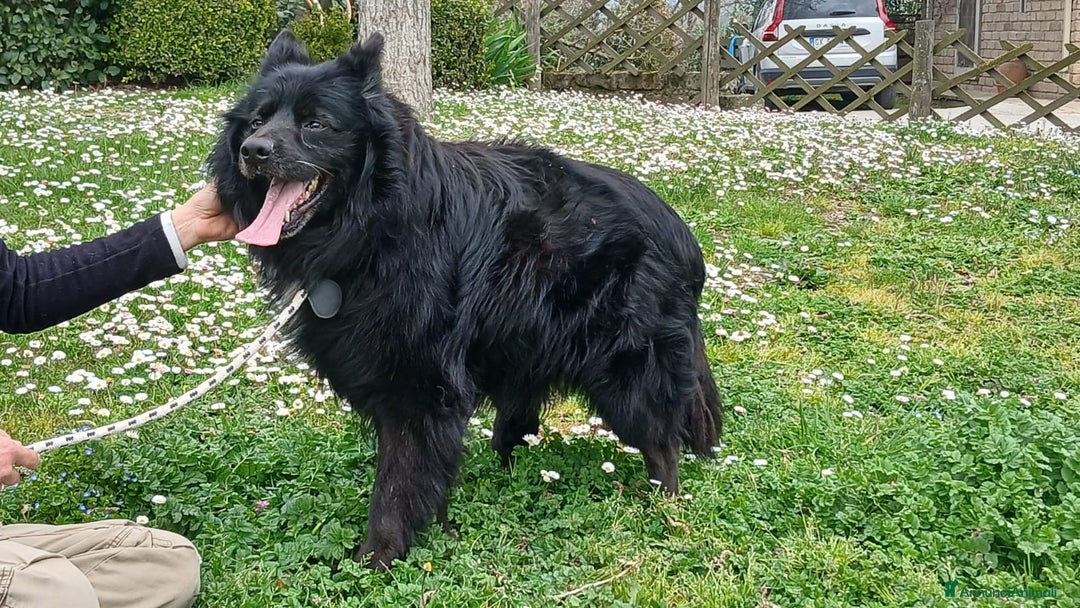 Meticcio cani in regalo: NOE' FINO AL TUO ULTIMO RESPIRO NON CI ARRENDIAMO - Annuncio 3