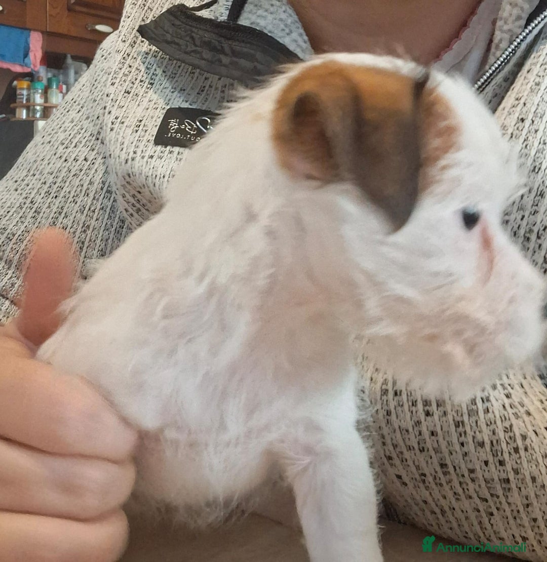 Jack Russell cani in vendita: Cuccioli di Jack Russell con pedigree  - Annuncio 9