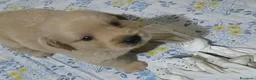 Golden Retriever cani in vendita:  Golden retriever pedigree ENCI 90% americani  - Annuncio 11