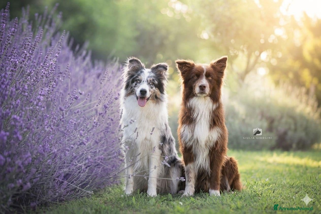 Border Collie cani Cuccioli border collie cresciuti con cura olistica - Annuncio 2