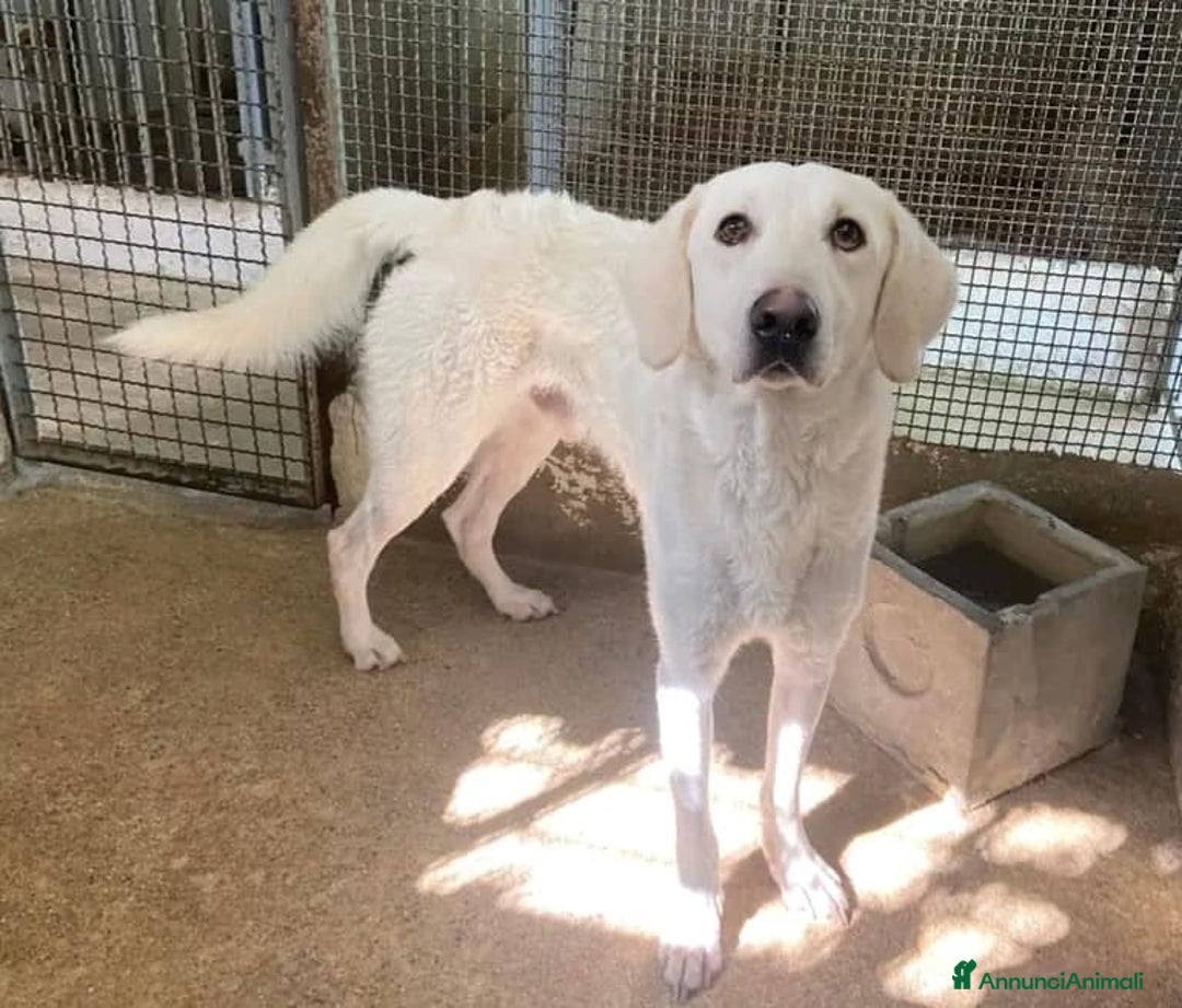 Meticcio cani in regalo: LERRY determinato tg mediogrande - Annuncio 2