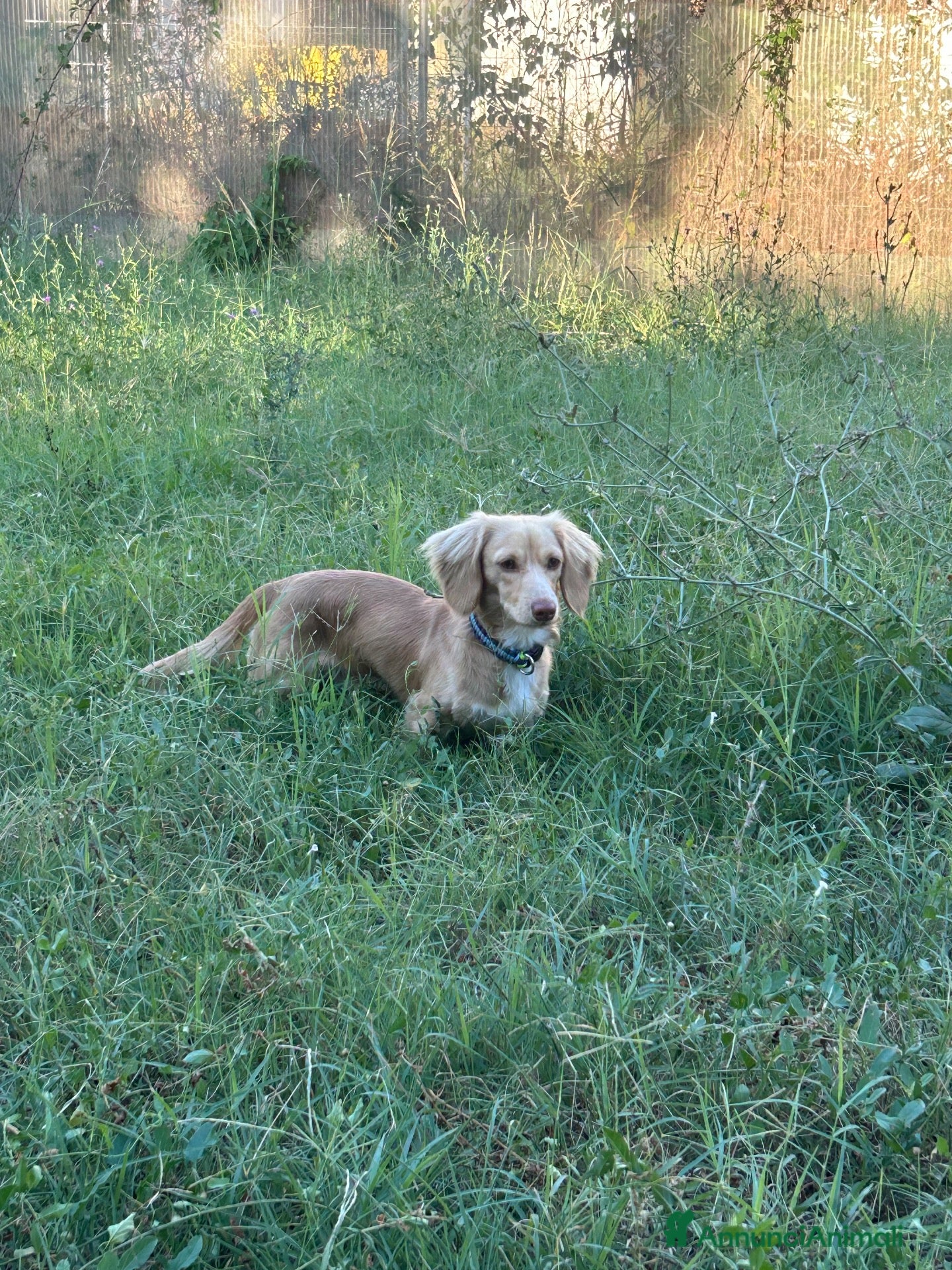 Bassotto Nano cani Monta - Bassotto crema pelo lungo  - Annuncio 29