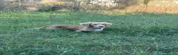 Bassotto Nano cani per accoppiamento: Monta - Bassotto crema pelo lungo  - Annuncio 1