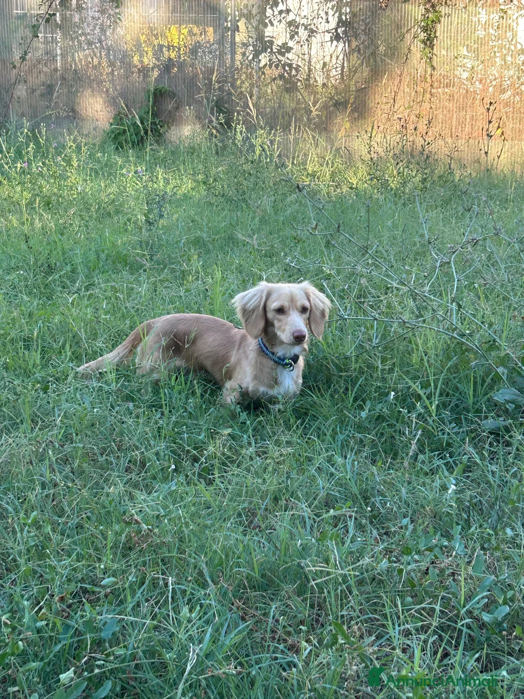 Bassotto Nano cani per accoppiamento: Monta - Bassotto crema pelo lungo  - Annuncio 1