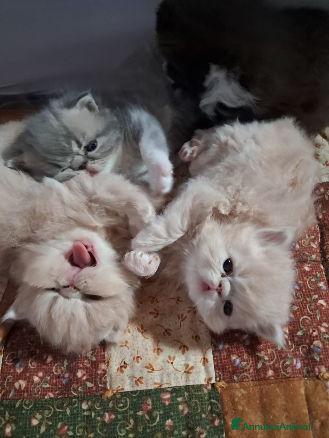 Persiano gatti in vendita: cuccioli persiani ed esotici - Annuncio 5