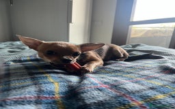 Chihuahua cani in vendita: Chihuahua femmina pedigree pelo corto fawn - Immagine 6