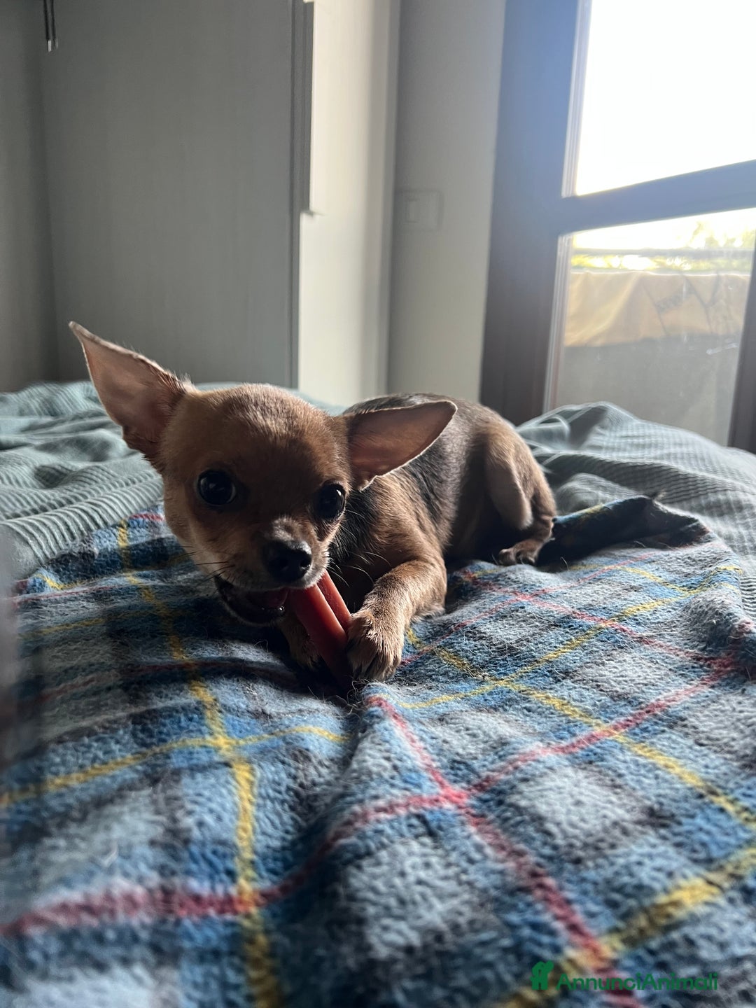 Chihuahua cani in vendita: Chihuahua femmina pedigree pelo corto fawn - Immagine 6