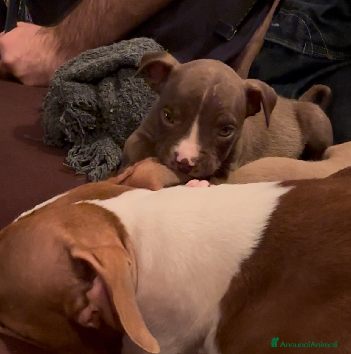 Pitbull cani American Pitbull terrier rednose - Annuncio 1