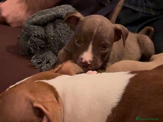 Pitbull cani American Pitbull terrier rednose - Annuncio 1