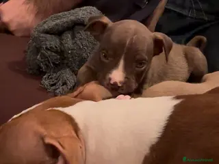 Pitbull cani American Pitbull terrier rednose - Annuncio 4