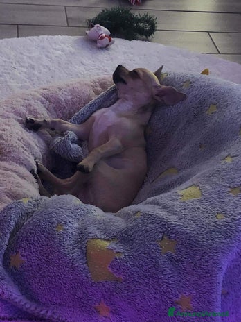 Chihuahua cani Chihuahua - Annuncio 1