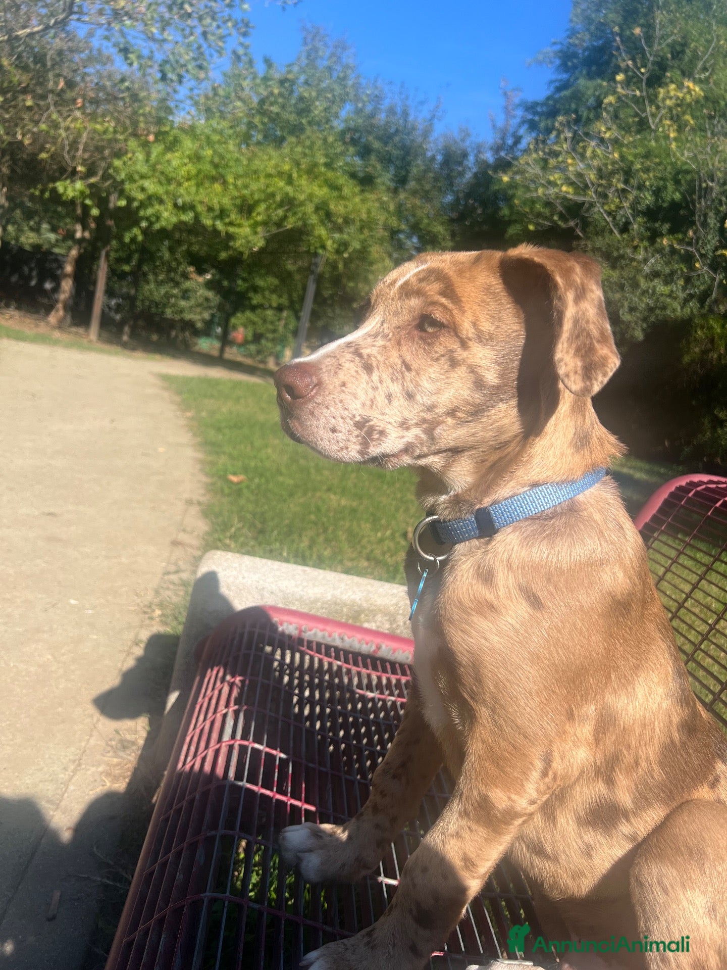 Meticcio cani cucciolo  - Annuncio 18