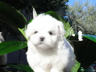 Maltese cani Maltese Mini Toy Allevamento Master ENCI - Annuncio 12