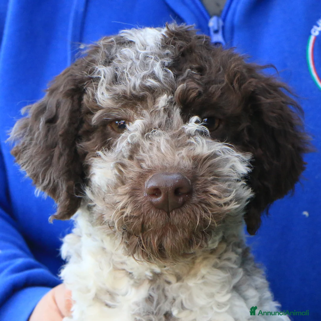 Lagotto cani in vendita: Lagotto romagnolo cucciolo - Annuncio 1