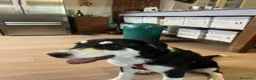 Meticcio cani in regalo: NALA  - Annuncio 2