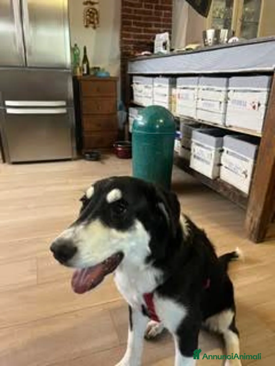 Meticcio cani in regalo: NALA  - Annuncio 2