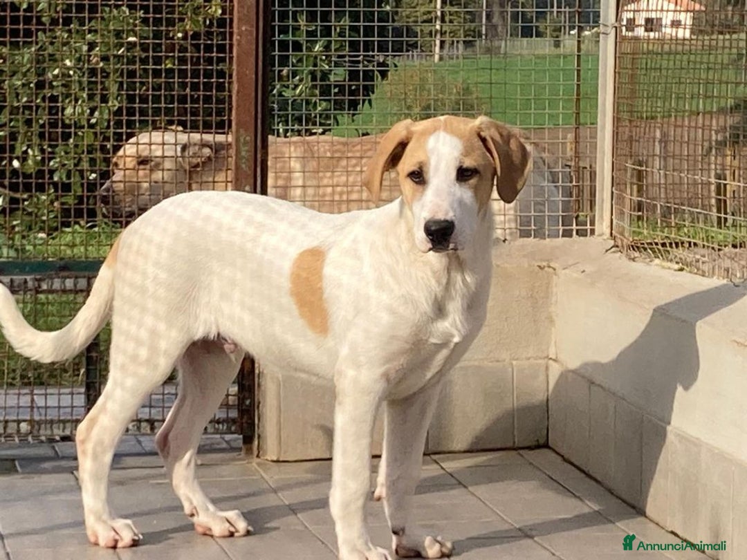 Altre razze cani in regalo: Cloe, dolcissima cucciolotta cerca casa  a Città metropolitana di Roma Capitale - Annuncio 2