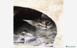 Europeo gatti in regalo: Dolcissimo Gattino in regalo 🩷 - Immagine 1