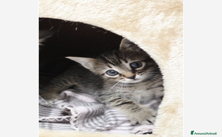 Europeo gatti - Annuncio 8