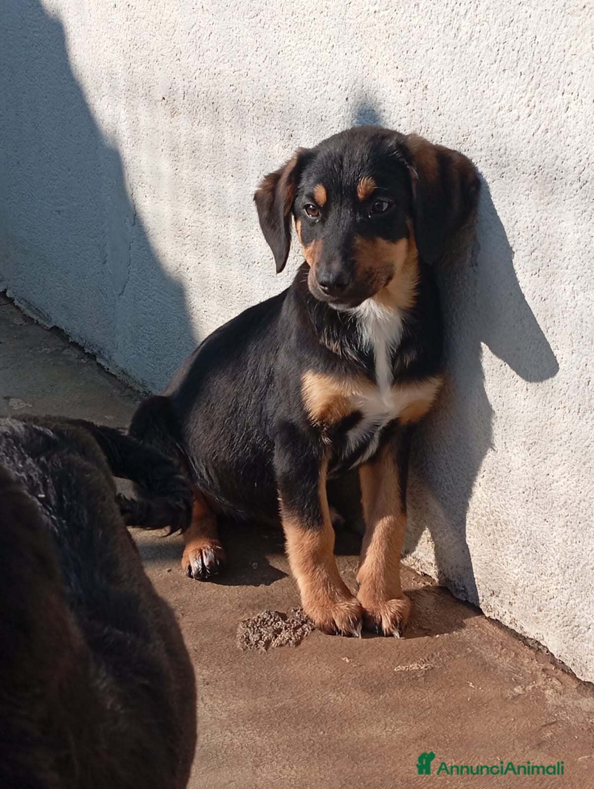 Meticcio cani Mirtilla, mix pastorina!  - Annuncio 20