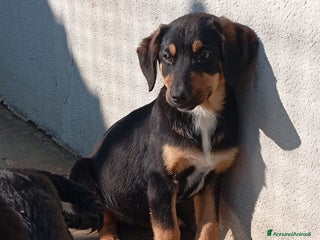 Meticcio cani Mirtilla, mix pastorina! - Annuncio 2