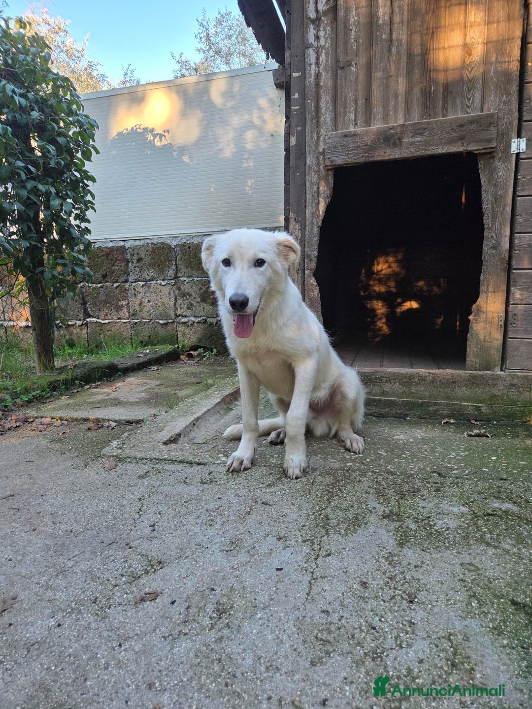 Pastore Maremmano cani in regalo: Dolcissimo diego - Annuncio 3